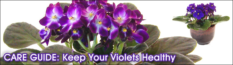 Violets for Home or Office