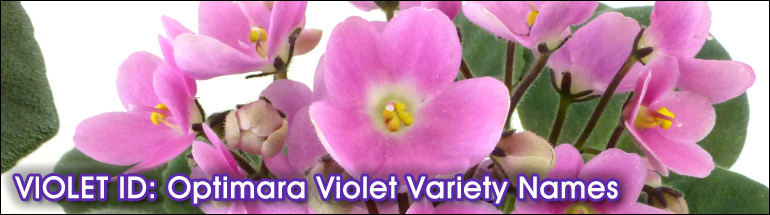 ID Your NOID African Violets