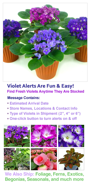 Fresh African Violet Notifications