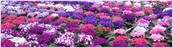 Optimara African Violets Retail