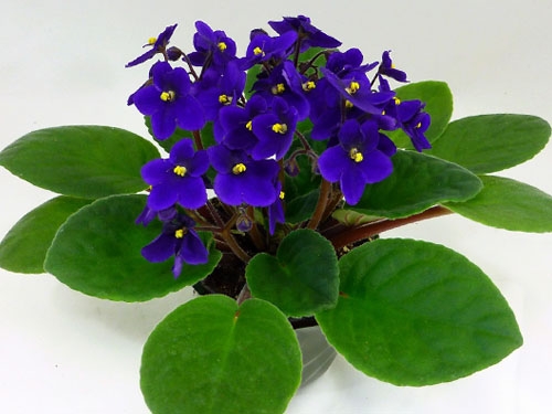 My Violet | African Violets